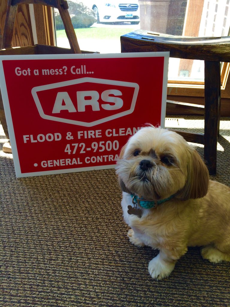 ARS Flood & Fire Cleanup Disaster Dog
